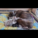 bulldog-puppies-1135__w585_h585_c_b000000