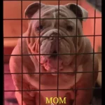 english-bulldog17415539357031-7223__w585_h585_c_b000000