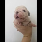 english-bulldog17442271008805-7882__w585_h585_c_b000000