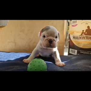 English Bulldog