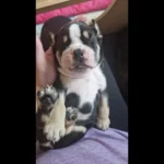 english-bulldog17451867364582-1594__w585_h585_c_b000000