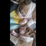 english-bulldog17451867364645-937__w585_h585_c_b000000