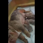 rare-colour-english-bulldog-puppies-4466__w585_h585_c_b000000