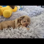 rare-colour-english-bulldog-puppies-4475__w585_h585_c_b000000