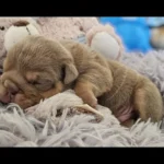 rare-colour-english-bulldog-puppies-5040__w585_h585_c_b000000