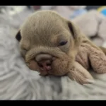 rare-colour-english-bulldog-puppies-6855__w585_h585_c_b000000