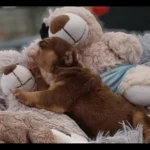 rare-colour-english-bulldog-puppies-6863__w585_h585_c_b000000