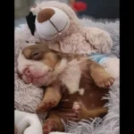 rare-colour-english-bulldog-puppies-8515__w585_h585_c_b000000