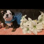 stunning-quality-dwkc-bulldogs-4924__w585_h585_c_b000000