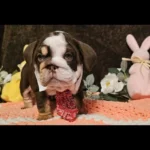 stunning-quality-dwkc-bulldogs-8140__w585_h585_c_b000000