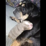 stunning-quality-dwkc-bulldogs-922__w585_h585_c_b000000