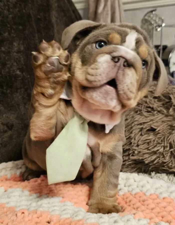 English Bulldog